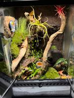 Bioactief terrarium (Exo Terra 30x30x45), Dieren en Toebehoren, Reptielen en Amfibieën | Toebehoren, Ophalen, Zo goed als nieuw