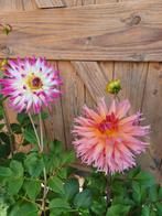 dahlia biologisch, Ophalen, Zomer, Overige soorten, Volle zon