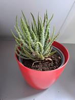 Vetplant inclusief pot, Minder dan 100 cm, Halfschaduw, In pot, Ophalen
