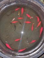 Prachtige rode RODE goudvis Goudvissen uit buitenvijver

B, Dieren en Toebehoren, Vissen | Vijvervissen, Goudvis(sen)