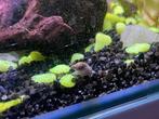 Aquarium slakken (Neritina natalensis), Dieren en Toebehoren, Ophalen, Nieuw, Overige typen