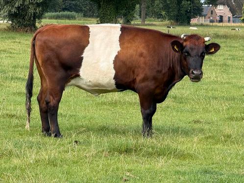 Mooie lakenvelder koe + koe met vaarskalf, Dieren en Toebehoren, Runderen, Mannelijk