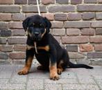 Mooie ouderwetse Rottweiler pups uit geteste ouders, Dieren en Toebehoren, Nederland, CDV (hondenziekte), 8 tot 15 weken, Meerdere