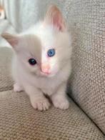 Lieve Kittens kruising Ragdoll / Siamees, Dieren en Toebehoren, Katten en Kittens | Raskatten | Langhaar, Meerdere dieren, 0 tot 2 jaar