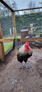 Te koop haan., Dieren en Toebehoren, Pluimvee, Mannelijk, Kip