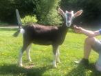 Mooi geitje, Dieren en Toebehoren, Schapen, Geiten en Varkens, Mannelijk, Geit