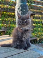 Prachtige maine coon kittens te koop met stamboom, Dieren en Toebehoren, Katten en Kittens | Raskatten | Langhaar, Meerdere dieren