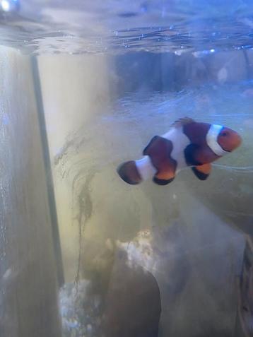 Clownfish/nemo te koop  beschikbaar voor biedingen