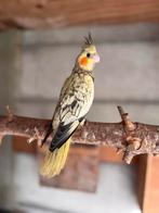 Super lieve jonge valkparkietjes, Dieren en Toebehoren, Meerdere dieren, Dwergpapegaai of Agapornis