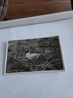 AMELAND.   KOKMEEUWMET JONG, Ophalen of Verzenden, 1960 tot 1980