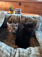 Kittens, Dieren en Toebehoren, Katten en Kittens | Overige Katten, Meerdere dieren