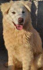 Labrador x husky pup, Dieren en Toebehoren, Honden | Poolhonden, Keeshonden en Oertypen, Particulier, Rabiës (hondsdolheid), Poolhond