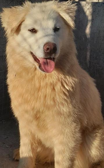 Labrador x husky pup