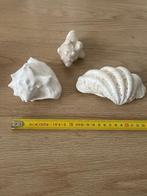3 schelpen, Verzamelen, Mineralen en Fossielen, Ophalen of Verzenden, Schelp(en)