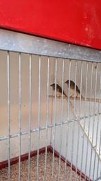 2 Binsenastrildes, Dieren en Toebehoren, Geslacht onbekend, Tropenvogel
