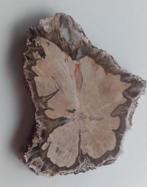 versteend hout, Verzamelen, Ophalen of Verzenden, Fossiel