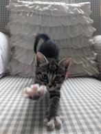 2 pittige tantes en 2 boefjes. Tabby x Main Coon kittens., Meerdere dieren