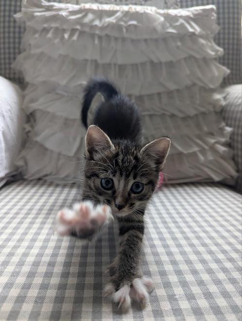 2 pittige tantes en 2 boefjes. Tabby x Main Coon kittens., Dieren en Toebehoren, Katten en Kittens | Overige Katten, Meerdere dieren
