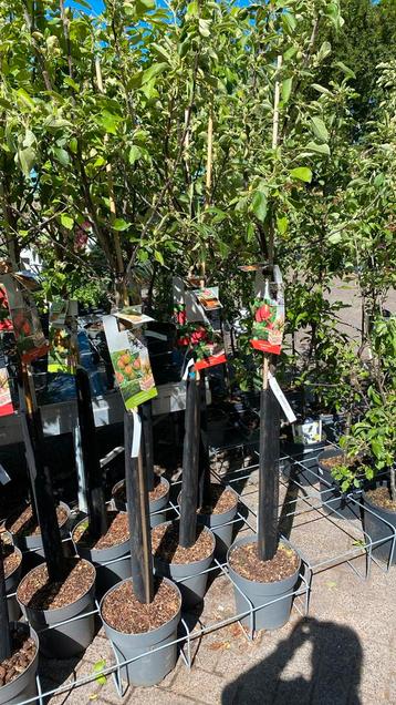 Appels halfstam met vrucht 2m hoog beschikbaar voor biedingen