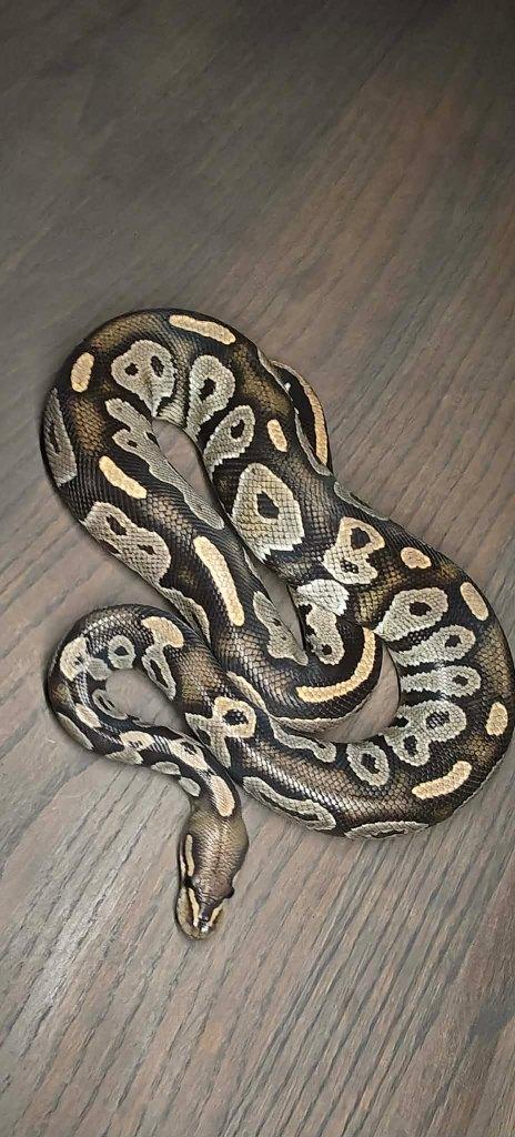 Ball python mannen volwassen