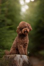 Choco toypoedel dekreu nieuw bloed!, Dieren en Toebehoren, Reu, 1 tot 2 jaar, Eén hond, Nederland