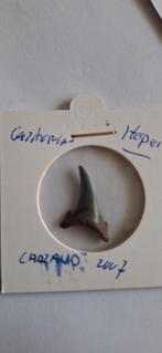 Fossiele haaientand Carcharias Hopei, Ophalen of Verzenden, Fossiel