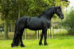 Topbrave Friese hengst van Tymen 503, Dieren en Toebehoren, Paarden, Gechipt, Dressuurpaard, Hengst, 3 tot 6 jaar