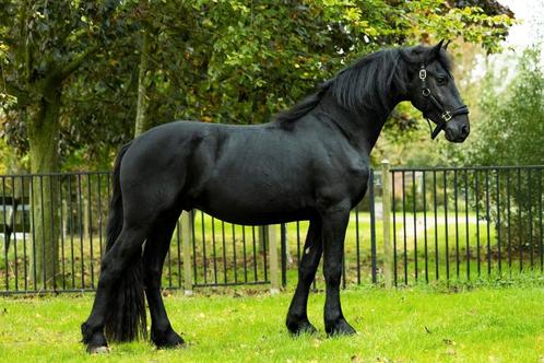 Topbrave Friese hengst van Tymen 503, Dieren en Toebehoren, Paarden, Hengst, Onbeleerd, 165 tot 170 cm, 3 tot 6 jaar, Dressuurpaard
