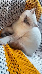 Britse korthaar dekkater, Kater, Ontwormd, 3 tot 5 jaar