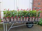 Mooie Photinia X Fraseri Red Robin (Glansmispel) in pot, Ophalen, Vaste plant, Overige soorten, Halfschaduw