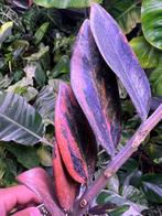 Zamioculcas Raven Variegata Bladstekken, Huis en Inrichting, Kamerplanten, Ophalen of Verzenden, Halfschaduw, Minder dan 100 cm