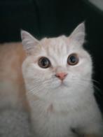 Britse korthaar, Dieren en Toebehoren, Katten en Kittens | Raskatten | Korthaar, 0 tot 2 jaar, Kater, Ingeënt