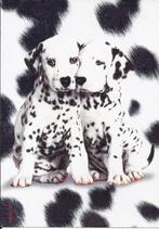 B153 Ongelopen Ansichtkaart Dalmatiër, Ophalen of Verzenden, 1980 tot heden, Ongelopen