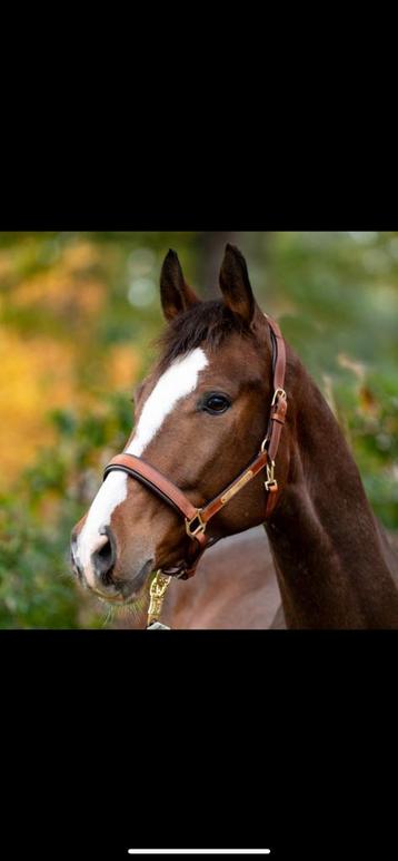 Halster Kavalkade kleur Cognac/Brown maat PII (Pony) beschikbaar voor biedingen