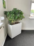 Hydrocultuur planten kantoor thuis, Ophalen, 100 tot 150 cm, Overige soorten, In pot