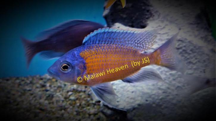 Copadichromis Red Kadango Malawi cichliden, Dieren en Toebehoren, Vissen | Aquariumvissen, Zoetwatervis, Vis, Schoolvis
