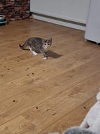 2 lieve vrouwelijke kittens, Dieren en Toebehoren, Katten en Kittens | Overige Katten, Poes