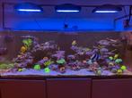 Redsea reefer 525 XL, Dieren en Toebehoren, Vissen | Aquaria en Toebehoren, Ophalen, Zo goed als nieuw