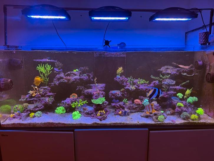 Redsea reefer 525 XL, Dieren en Toebehoren, Vissen | Aquaria en Toebehoren, Zo goed als nieuw, Ophalen