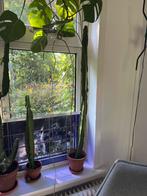Hoge smalle cactus - 140 cm - gratis af te halen, Ophalen, Cactus