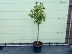 Hand of Buddha - Citrusboom - Stamomvang 8 - 10 cm, Tuin en Terras, Planten | Bomen, 100 tot 250 cm, Zomer, Volle zon, In pot