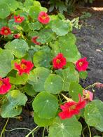 Oost indische kers  ‘Jewel Cherry Rose’ zaden, Tuin en Terras, Ophalen of Verzenden, Volle zon