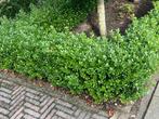 Ilex 'Caroline Upright'. DE Buxusvervanger!! Vanaf € 1,69, Ophalen, Buxus, Haag, Minder dan 100 cm