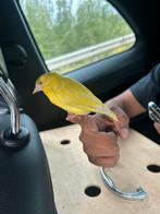 Europeese sijz isabell, Dieren en Toebehoren, Mannelijk, Wildzangvogel