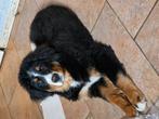 Hele lieve berner sennen hond !, 15 weken tot 1 jaar, Reu, Sennenhond, Eén hond