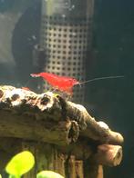 Vuurgarnalen, Dieren en Toebehoren, Vissen | Aquariumvissen, Kreeft, Krab of Garnaal