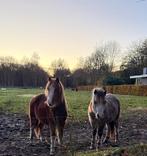 Drie prachtige super brave Welshen met echte raskenmerken., Dieren en Toebehoren, Ruin, A pony (tot 1.17m), Ontwormd, 0 tot 2 jaar