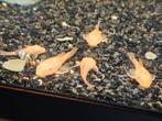 Ancistrus borstelneus algeneters, Dieren en Toebehoren, Overige typen, Zoetwatervis
