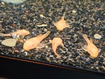 Ancistrus borstelneus algeneters beschikbaar voor biedingen