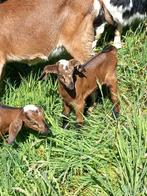 Leplam, fleslam, potlam, paplam, fleslam, Dieren en Toebehoren, Schapen, Geiten en Varkens, Mannelijk, Geit
